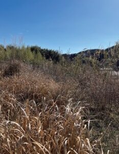 秦野市渋沢上土地 画像4